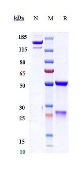 PGLYRP1 / PGRP-S Reference Antibody
