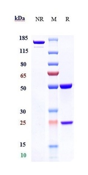 TNFSF4/OX40L/CD252 Antibody
