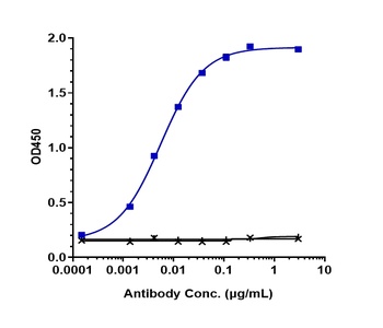 NRP1/VEGF165R/CD304 Antibody