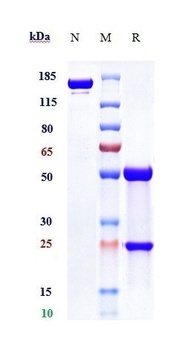 NGF/bNGF Antibody