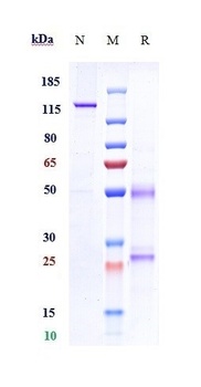 NGF/bNGF Antibody