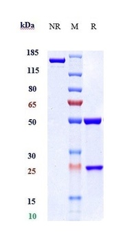 GDF8/Myostatin Antibody