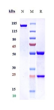 CA125/MUC16 Antibody