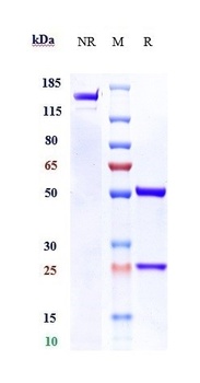 MUC1 Antibody