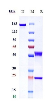 MMP9 Antibody