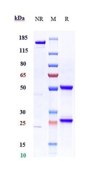 MIF Antibody