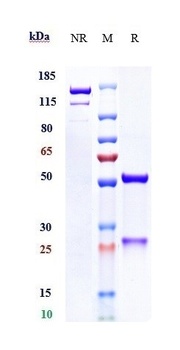 Mesothelin Antibody