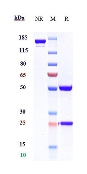 MER/MERTK Antibody