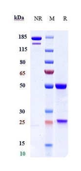 MASP2 Antibody