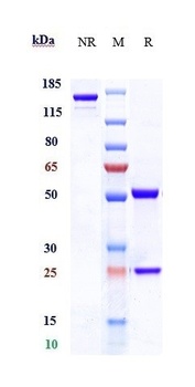 Siglec-4a/MAG Antibody