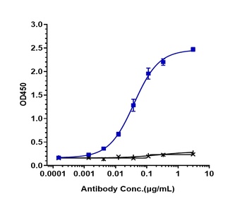 LOXL2 Antibody