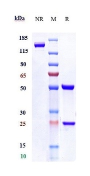 LAG3/CD223 Antibody