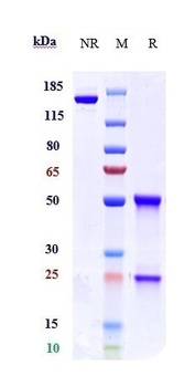 KIR2DL1 / CD158a Reference Antibody