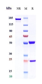 IL-5Ra/ CD125 Antibody