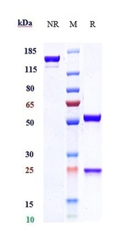 IL-33 Antibody
