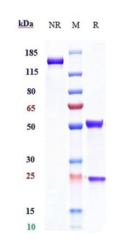 IL-2Ra/CD25 Antibody