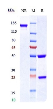 IL-23a Antibody