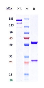 IL-22 Antibody