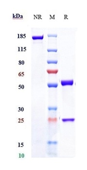 IL-20 Antibody