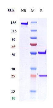 IL-1RL2/IL-36R Antibody