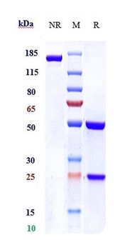 IL-1R1/CD121a Antibody