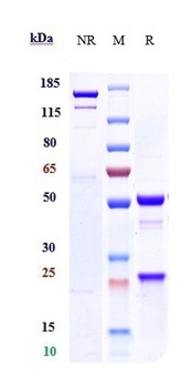 IGF-1 Antibody