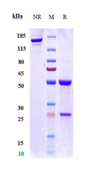 IFNa1 Antibody