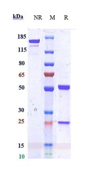 IDO2 Reference Antibody