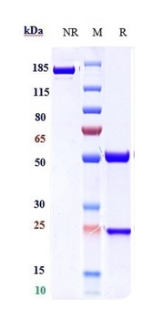 ICOS/CD278 Antibody