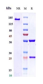 ICOS/CD278 Antibody