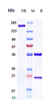HGFR/c-Met Antibody