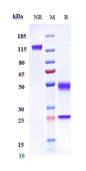 HGF/SF Antibody