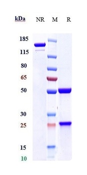 HBEGF Antibody