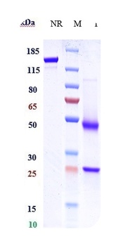 GPR49/LGR5 Antibody