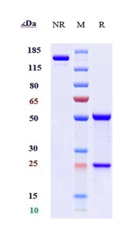 CSF2Ra/GM-CSFRa/CD116 Antibody