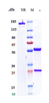 CSF3R / G-CSFR Reference Antibody
