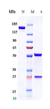 GCGR/GLR Antibody