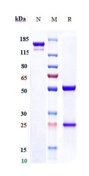 Fibronectin Antibody
