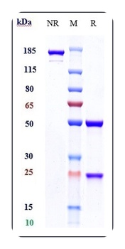 FGFR3/CD333 Antibody