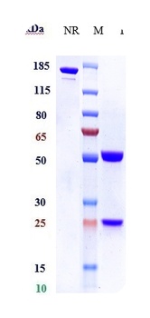 FGF19 Antibody