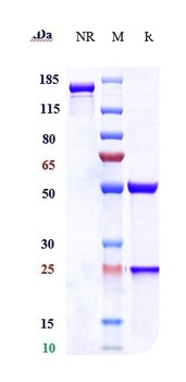 SLC40A1 Reference Antibody