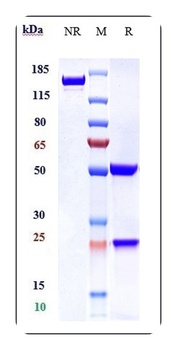 SLC40A1 Antibody