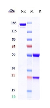 EPOR Reference Antibody