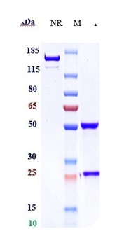 EphB4 Reference Antibody