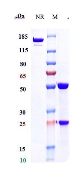 EphB4 Reference Antibody