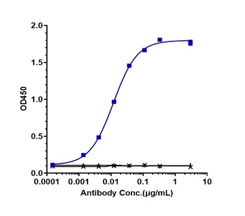 DLL4 Antibody