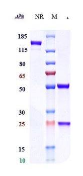 DC-SIGN / CD209 Reference Antibody