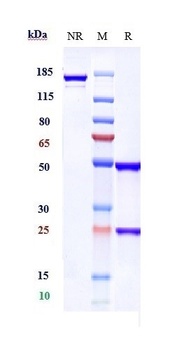 CXCL9 Reference Antibody