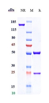 CXCL10/IP-10 Antibody