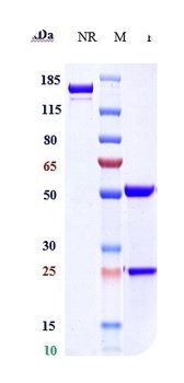 CLDN6/CLD6 Antibody